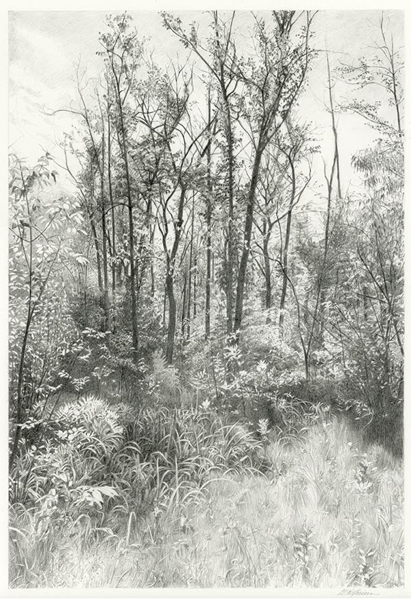 Graphite drawing of a forest setting. 