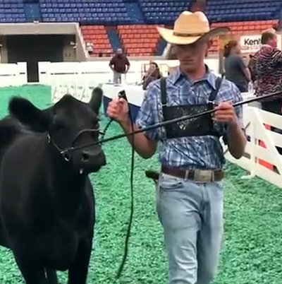 Brice Warren at an Ag competition walking a cow.