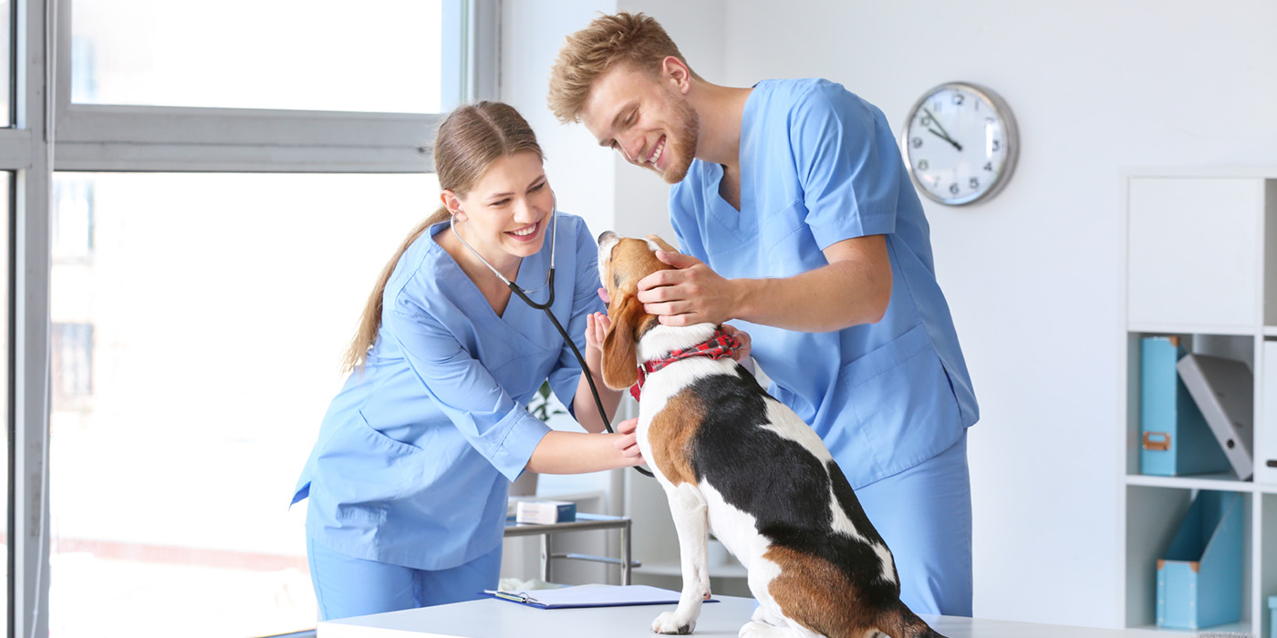 2 vet assistants examine a dog