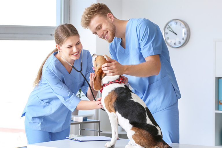 2 vet tech examin a dog